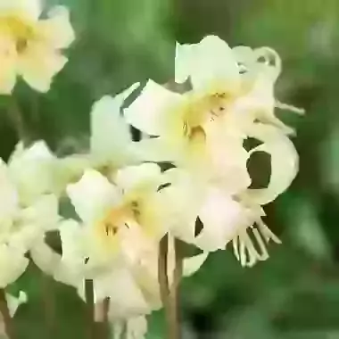White Beauty
